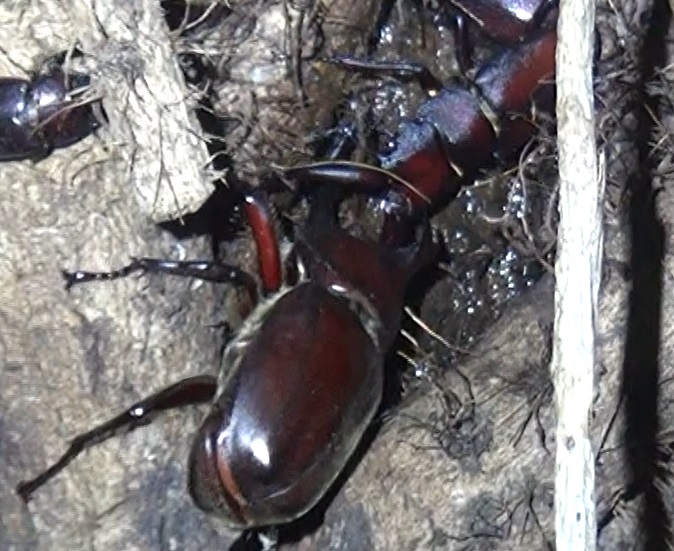 カブトムシ♂ vs ノコギリクワガタ♂_東京多摩地区・断末魔のオアシス_2024年7月2日夜